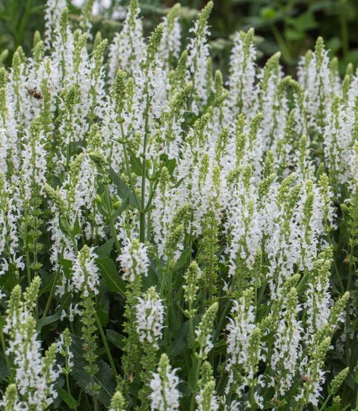 Salvia nemorosa 'Sensation Medium White'
